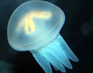 The spineless Jellyfish floats